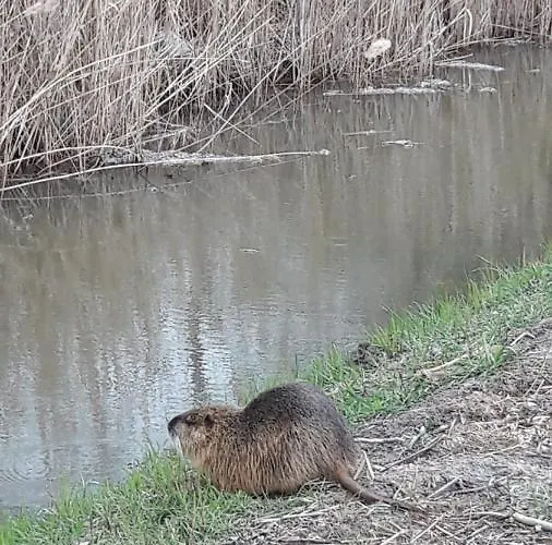 Spreewald-ferienwohnung Reschke Lägenhet *